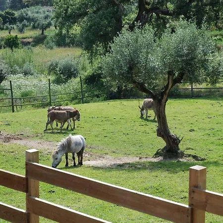 Κατάλυμα σε φάρμα Quinta Dos Moinhos Ourém