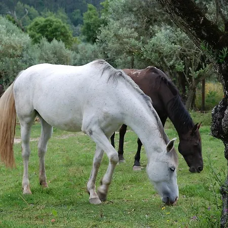 Κατάλυμα σε φάρμα Quinta Dos Moinhos